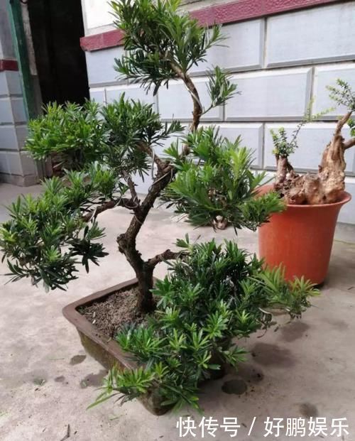 4种不同风格的花,谁见了都爱养,各有各的气质