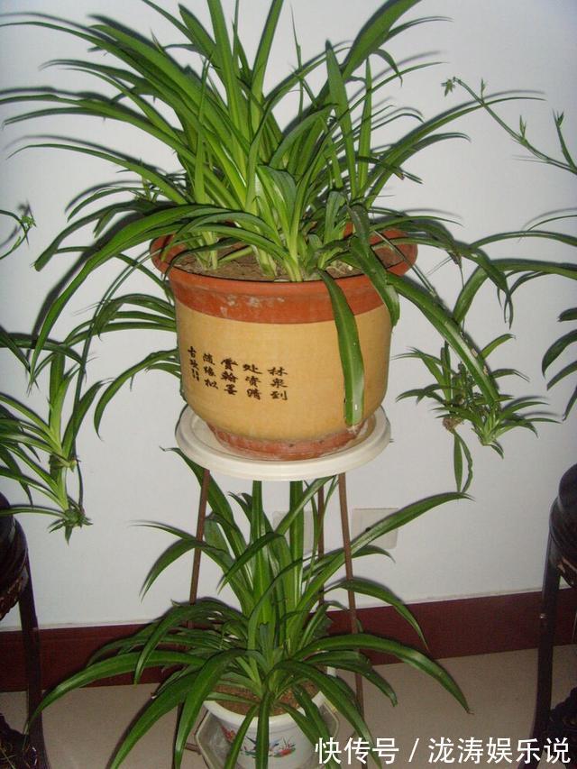 这4种盆栽,简单漂亮好养活,新手也可从1棵养到10棵,阳台放不下