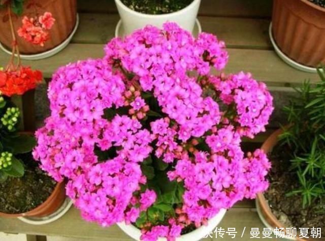 喜酸性的花每次浇水滴点“醋”，不黄叶不烂根，根系长满盆猛开花