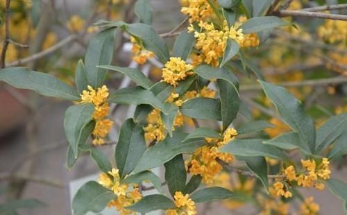 客厅养花,这6种“香香花”,花香浓郁,养在客厅衣服都带香味