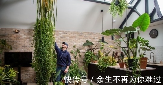 真土豪!英国小伙家里养珍奇植物,单一片叶子就能卖上10万