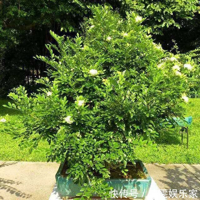 养护|越养越值钱的“树”,客厅养1盆,每年开花100天,比香水好闻