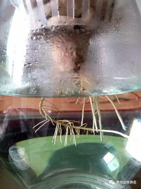 土生根|4种花放水里猛长根,比土培好养100倍,一分钱不花,还很漂亮!