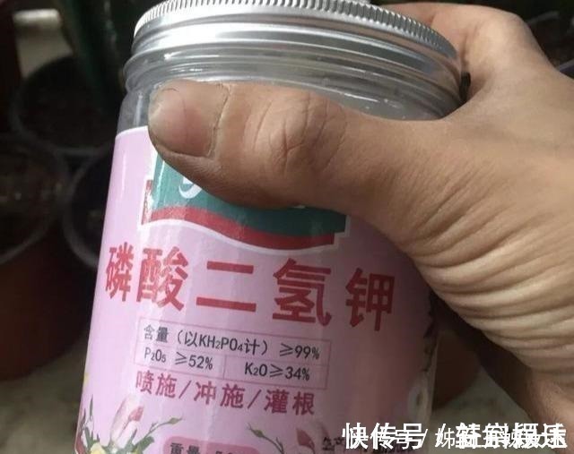 叶面肥|磷酸二氢钾,喷叶子好还是灌根好看一眼就能明白,别弄错了!