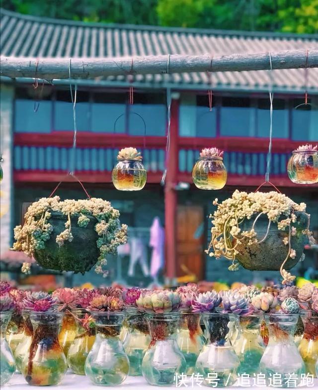 老干妈瓶养多肉,不用土只用水,叶子疯狂吸水3天变胖!