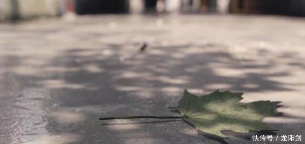 每个人的心里,都有一片“梧桐里”