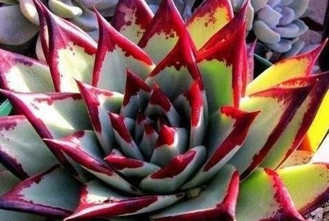 养多肉乌木,狠心折磨一年,挺拔又亮丽,人人见了都夸美