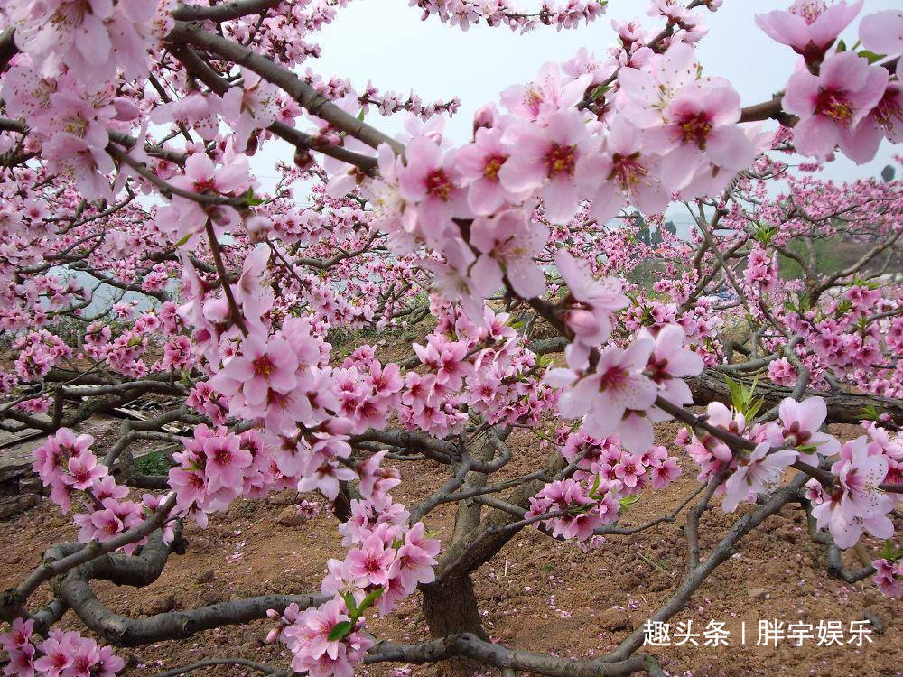 妻子|嫁个温柔体贴的三个生肖男，婚后不用操心鸡毛蒜皮的小事，很幸福