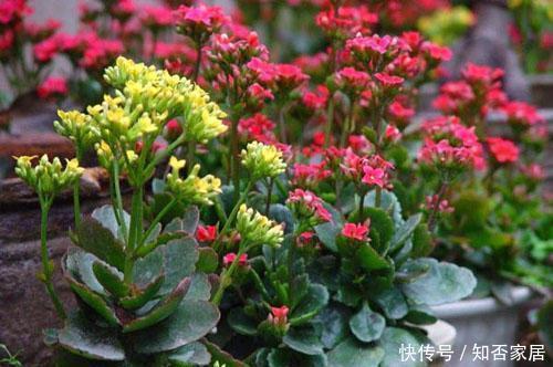 夏天|这2种花,夏天一定要“懒着”养,少晒少水少施肥