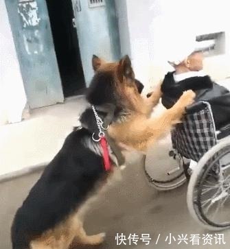 即使德国牧羊犬再优秀 看完德牧这5大坏处 你也不敢养 快资讯 即使德国牧羊犬再优秀 看完德牧这5大坏处 你也不敢养 快资讯