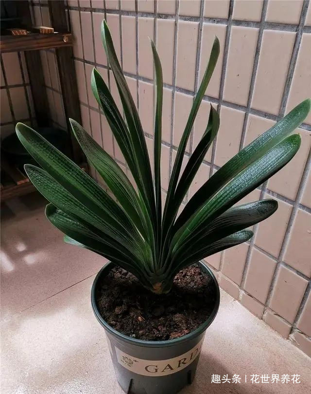 养君子兰，摆放有讲究，错放4位置，叶片发黄打蔫长不好！