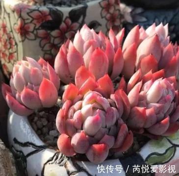 适合新手入手的多肉,养一盆侧影,好养饱满带红边,颜值超高的