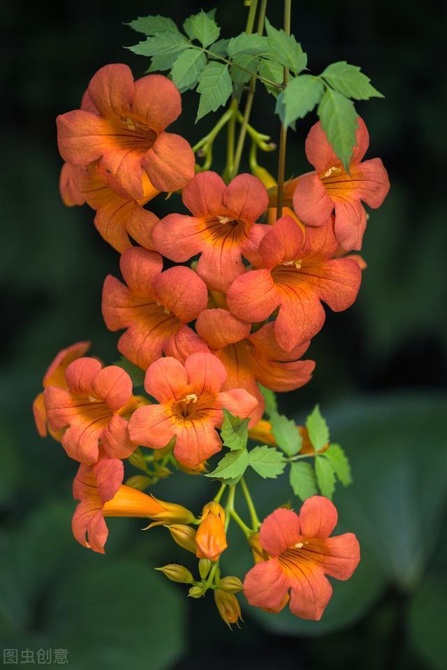 好好的院子，被一棵“霸道”的凌霄花给毁了