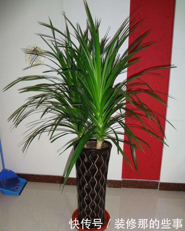 冬天|冬天,家有暖气,千万不要把花盆放这里,一养一个死