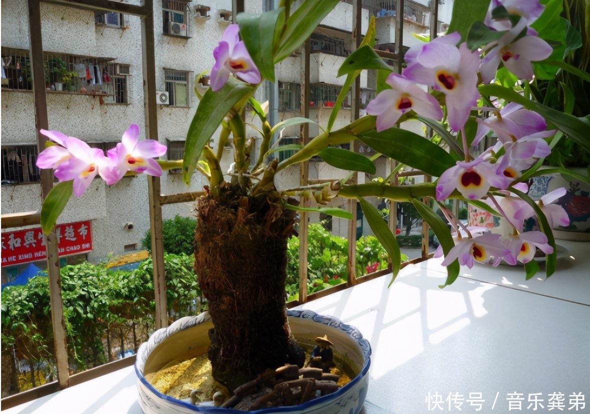 养花在这3个方面“不懂装懂”，将会吃大亏