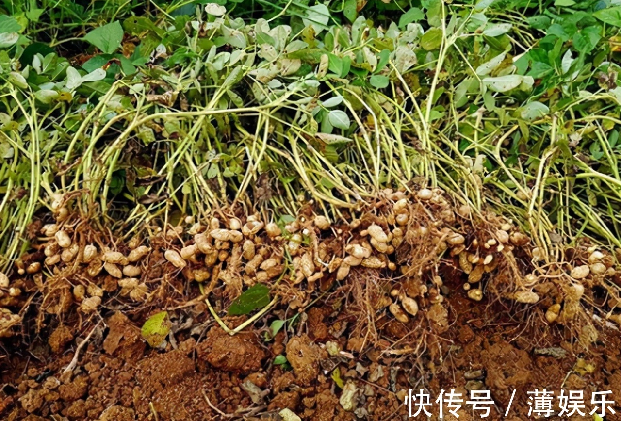 油脂|多走路能降血脂医生提醒日常多吃这4物,或比走路效果好