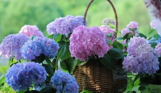 家里不妨养这些花，开花贼美丽，轻松长一大丛，花开烂漫惹人爱