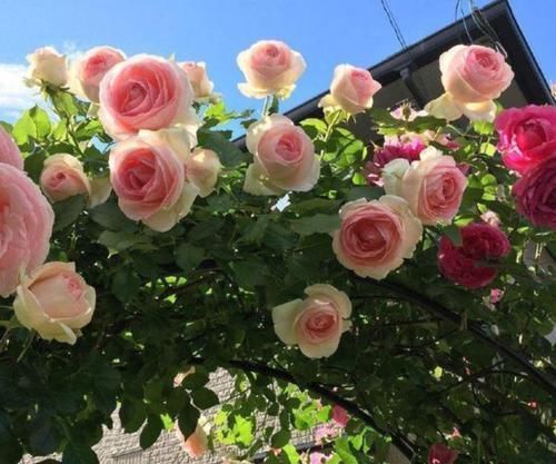 号称开花机器的4种花,能开花一整年,好看又好养,室内也能栽