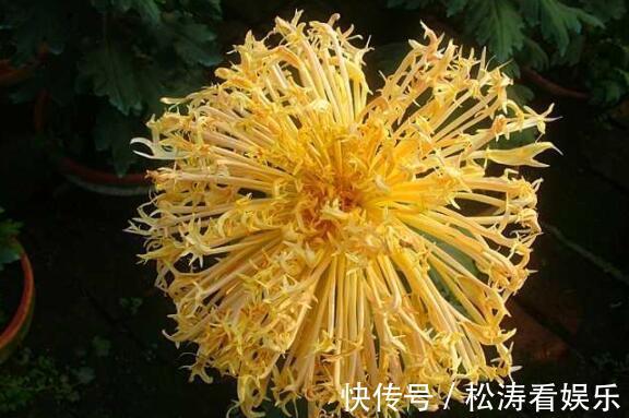 喜欢菊花不妨养“它”花姿金凤起舞，金光闪闪，还能“长刺”