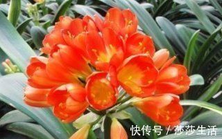 最厉害的养花营养液给花喝一勺，啥花都喜欢，花开满枝条