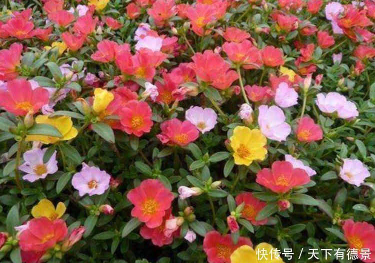 此几款花卉现在入手刚刚好,花大服盆快,开花勤还爱爆盆