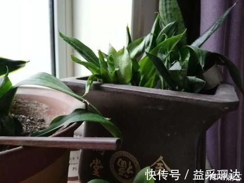 低于5度,6种花一整个冬天不浇水,也能照样活!