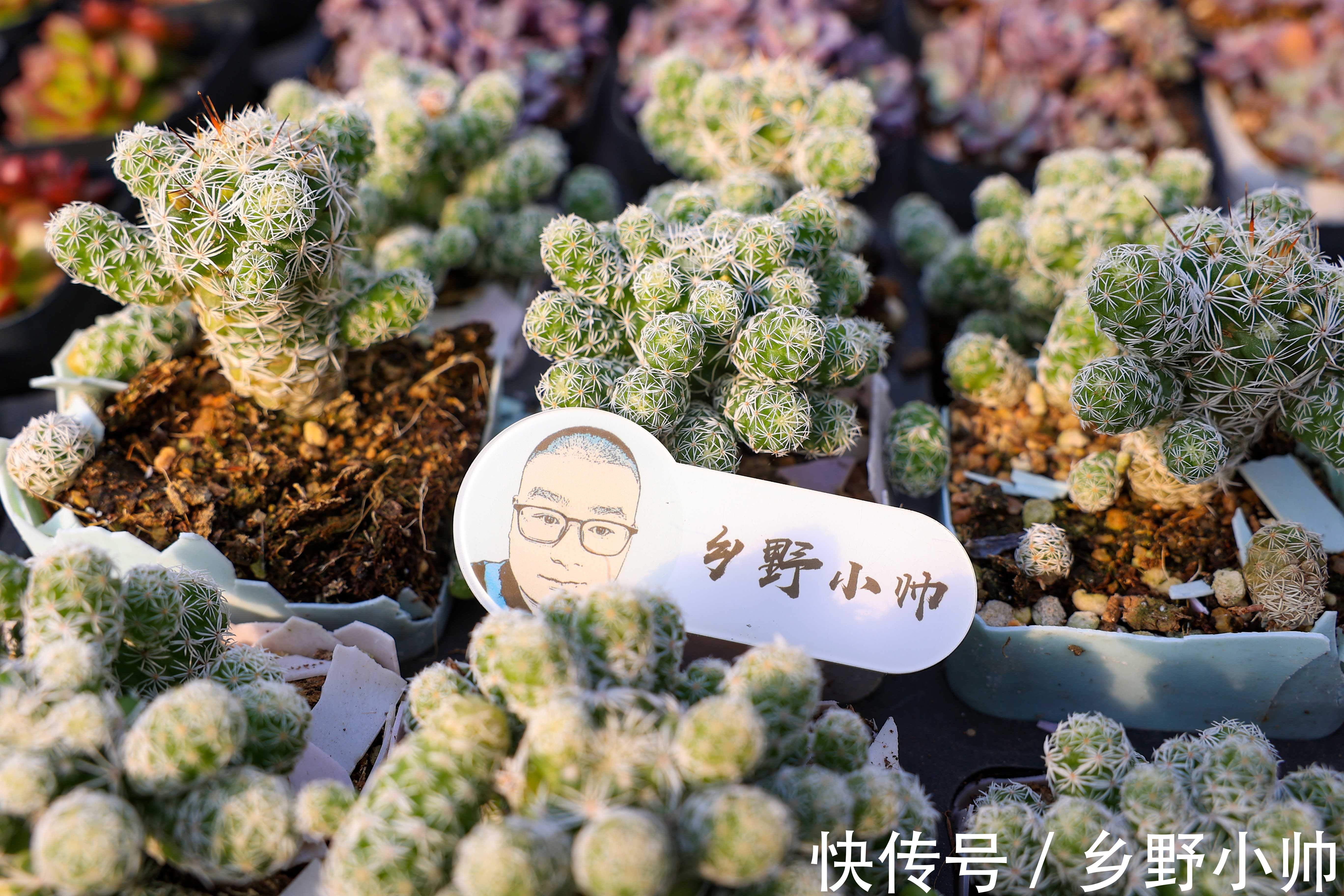 好花配好器，选盆很重要，选对花盆不仅外形好看肉肉也能更健康