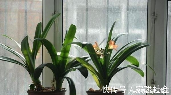 家养君子兰长势差?给它来一勺油,黄叶烂根通通不见了!
