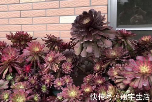 多肉法师|多肉法师老桩适合放在什么地方养？当然是通风好又宽敞的环境中了