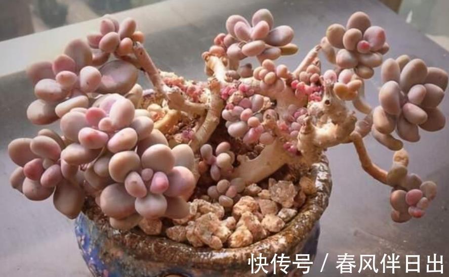 植株|入秋以后，给多肉植物浇水有讲究，掌握4个要点，叶片肥厚上色美