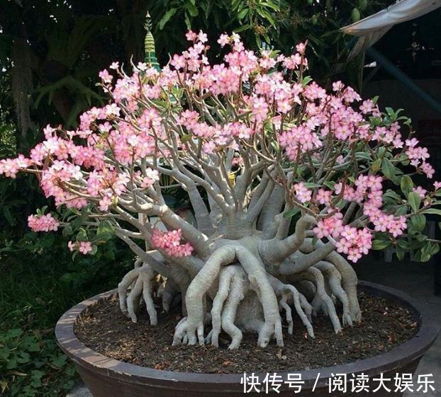 盆栽花草不能养成这3坏习惯！不然植物长不旺，花卉迟迟不开花