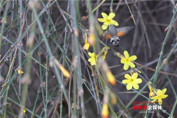 老年|环山路旁迎春绽 飘逸花瀑醉游人