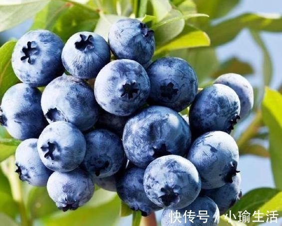 血液循环|看不上眼的食物,却是血管天然“清洁剂”,常吃血管不堵塞!