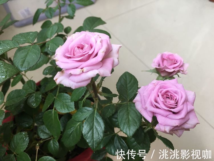 菊花|喜欢菊花，不如养盆“玫瑰精品”朦胧的朱迪，水果香味，清秀淡雅