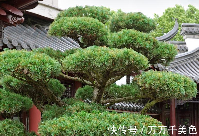 盆景|黑松盆景枝干横展，树冠如伞盖，针叶浓绿，四季常青，树姿古雅