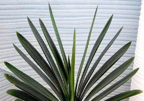 兰叶子|这一套养护君子兰的计划,我根本不外传,只教给你们