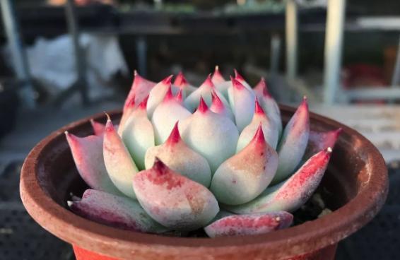 花友|提醒肉友换盆土,你弄清楚什么时候动手合适,如何操作了吗