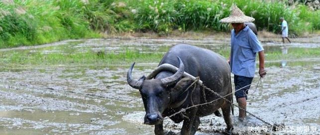 官府|在古代,这种动物比熊猫更珍贵,吃了要判重罪,死伤得向官府报备