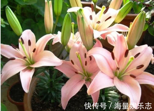 “5种花”最适合女生养，瘦身又美容，赏花还变美，养1盆真值！