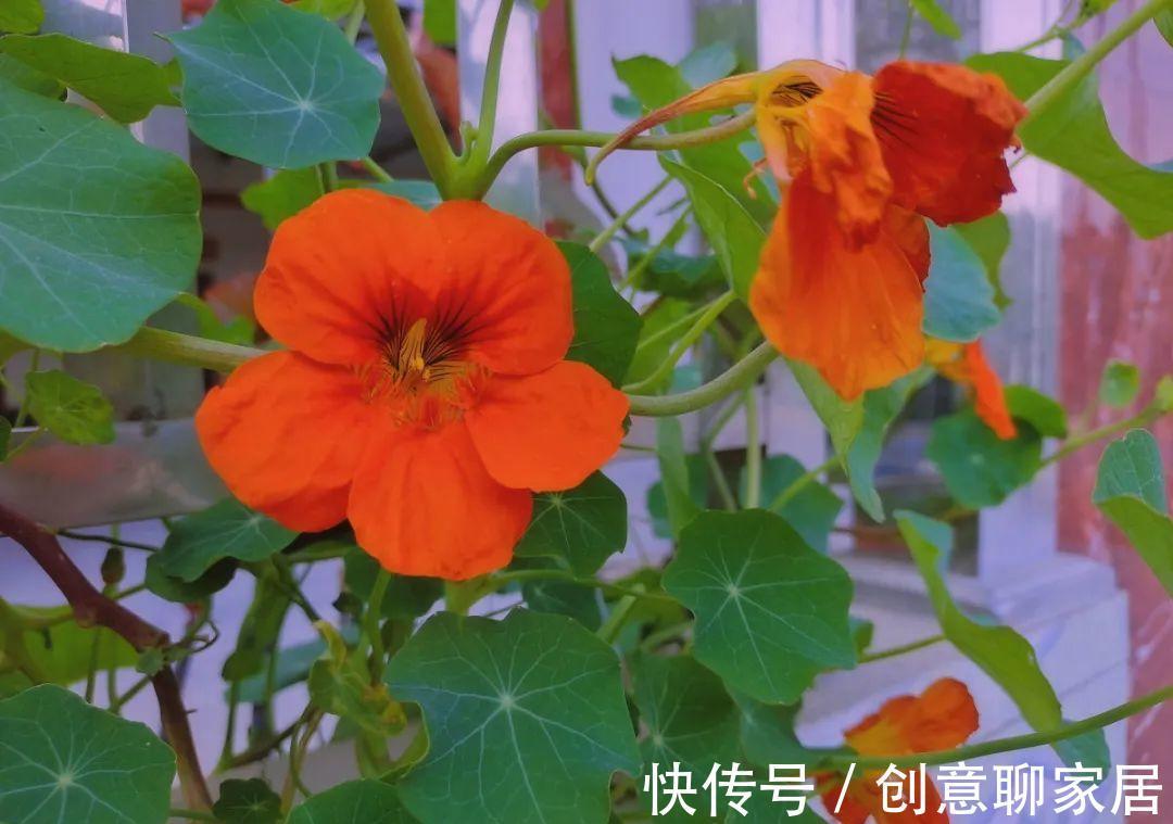 凤仙花|10种花开完不要剪，等20天之后，1盆变多盆