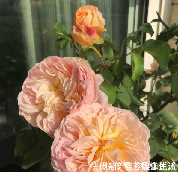 此花貌美，仙气十足，一年开300多天，花量大又好闻，是月季名花