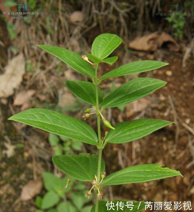植物|消失20年！贵州再次发现中国特有植物富宁藤，重现意味着什么？