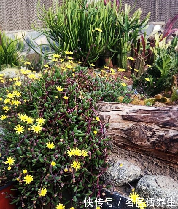 多肉植物紫玄月,好养如绿萝,爆盆后像瀑布,开花勤快,值得入手!