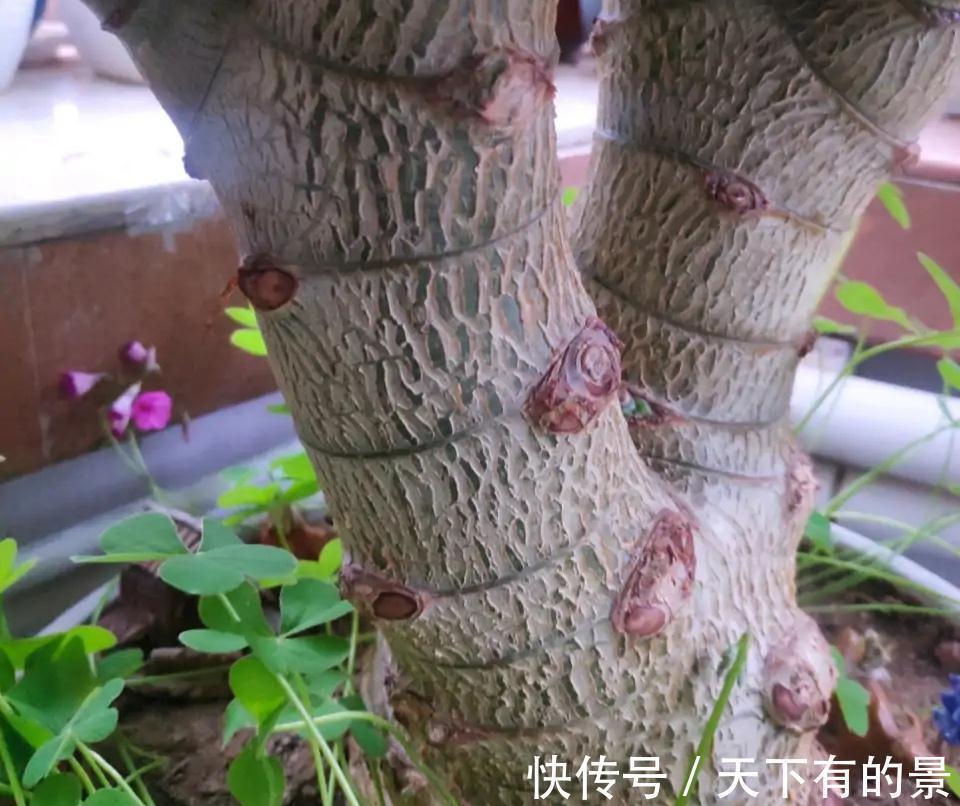 复合肥|“穷养”5种花,用小花盆栽种,多晒少管更利于生长,又美又值钱