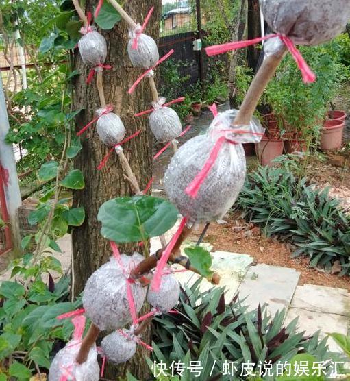 三角梅繁殖方法很多，今天向大家推荐一个高压法