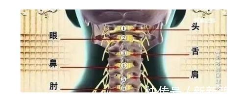 竖毛肌|颈椎，为何为“百病之源”！颈椎病分10级，超过2级就要注意了