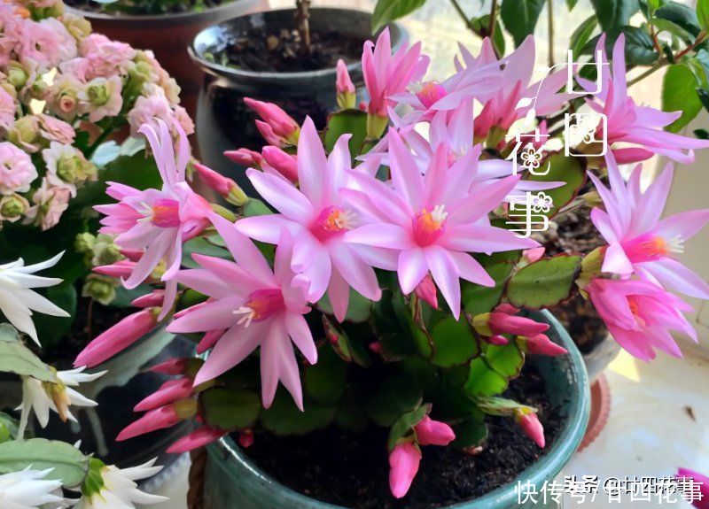 蟹爪兰复花并不难，简单3步，花朵一茬接一茬，开到5月份