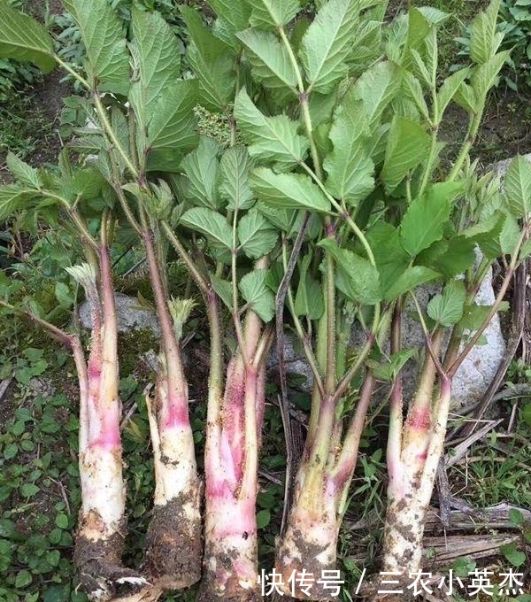 野草|村民们叫它“土当归”,药用价值媲美“人参”,晒干能卖约5千元