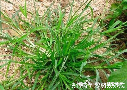 子宫|天热女性多吃此“清理子宫王”，清理子宫细菌，防子宫炎，排湿气