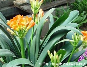 君子兰很难养养花30年的王大爷告诉你养花秘诀，养啥都爆满盆